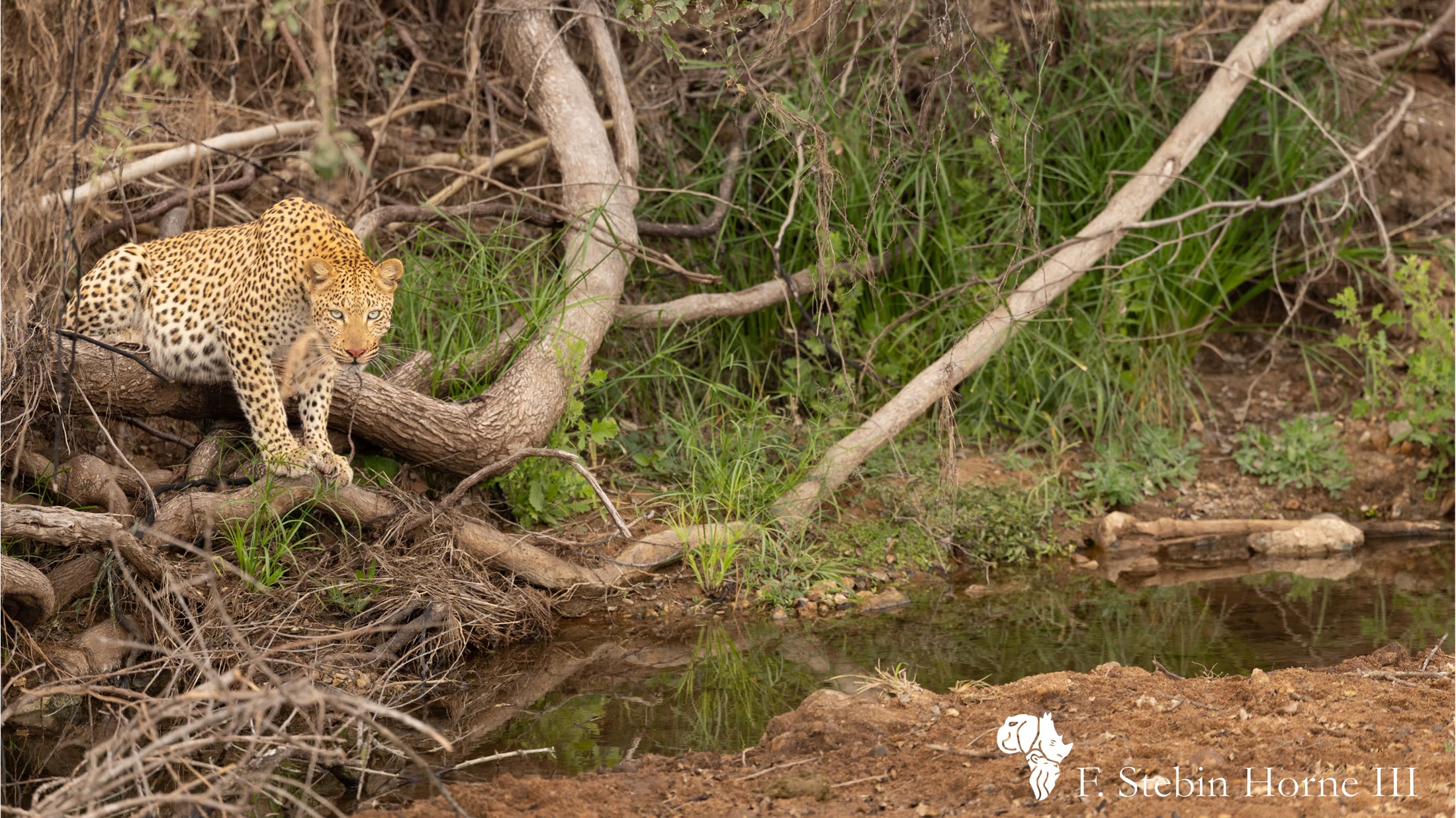 Solitary female leopard at the water's edge, direct eye contact, Kruger National Park